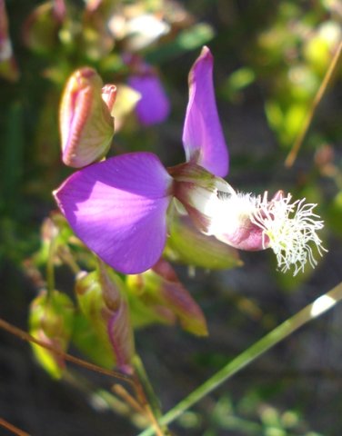 Polygala bracteolata flower
